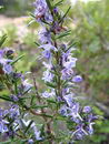 رزماری